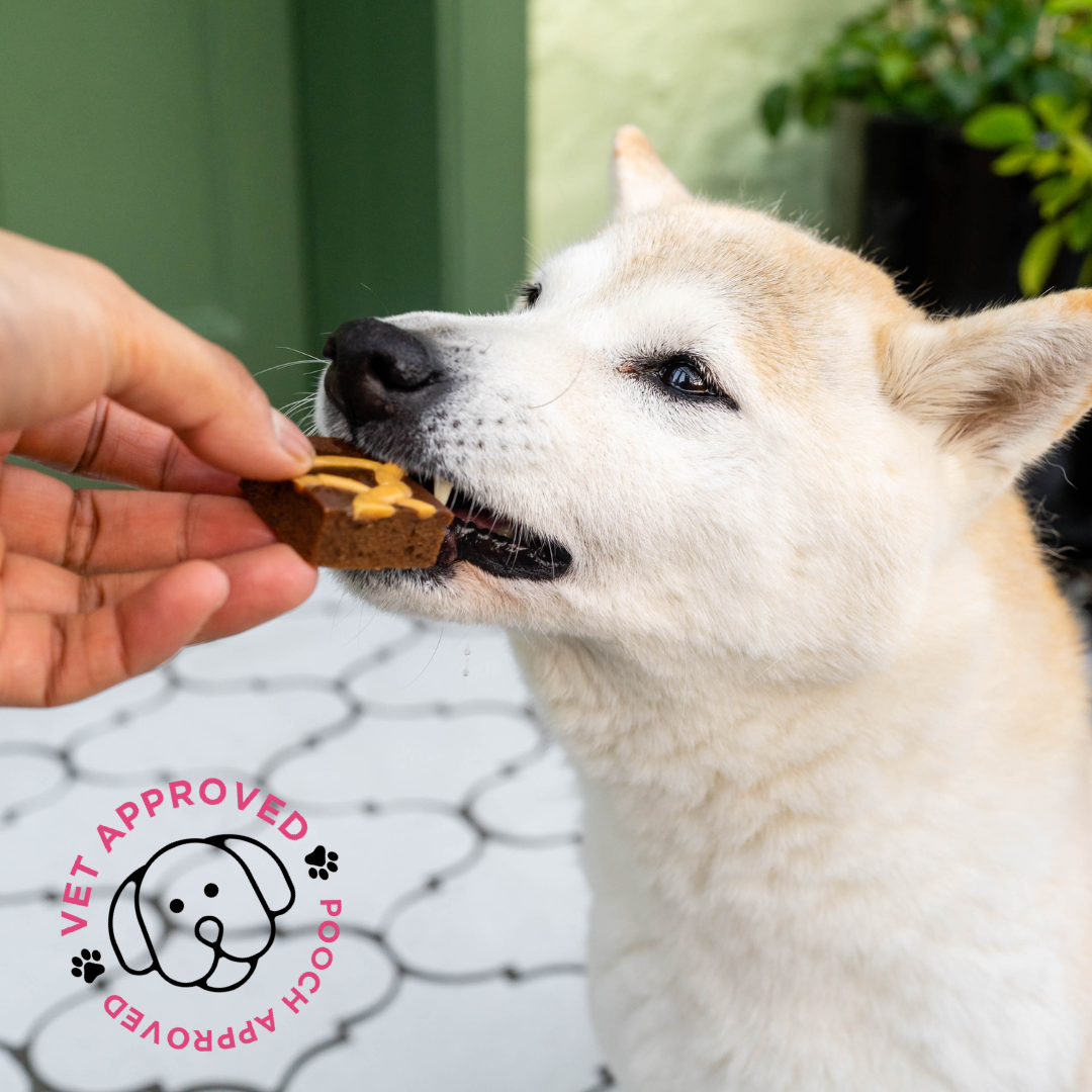 Introducing Our First Ever Pooch-Approved Brownies
