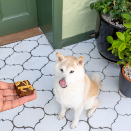 Dog Friendly Brownie Treats